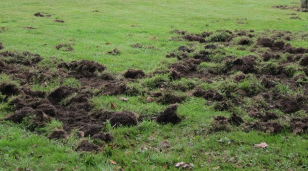 Prolifération des sangliers